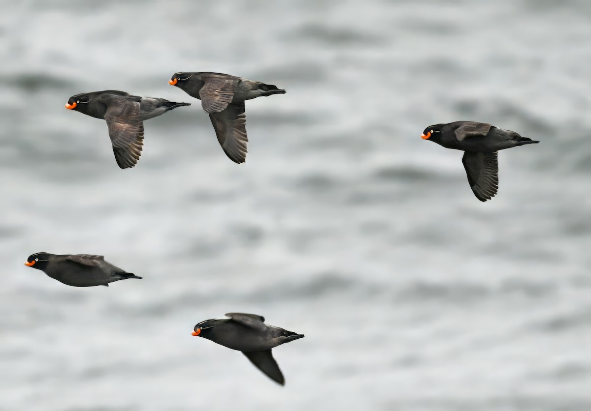 Crested Auklet - ML620639227