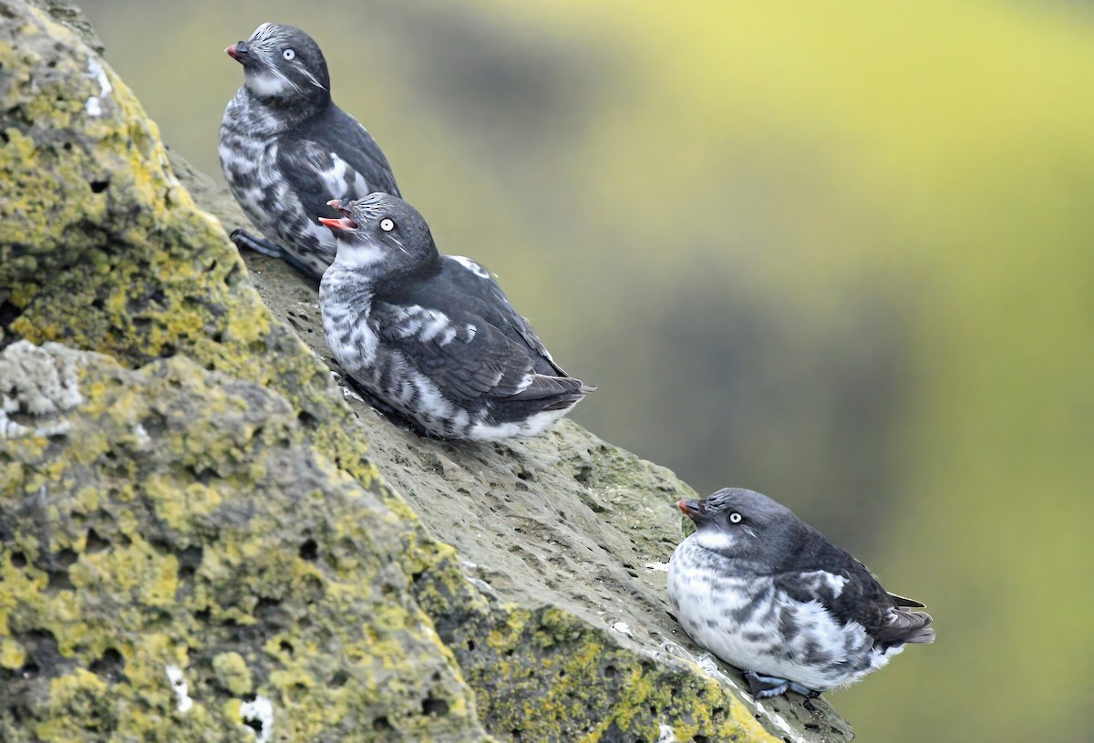 Least Auklet - ML620639231