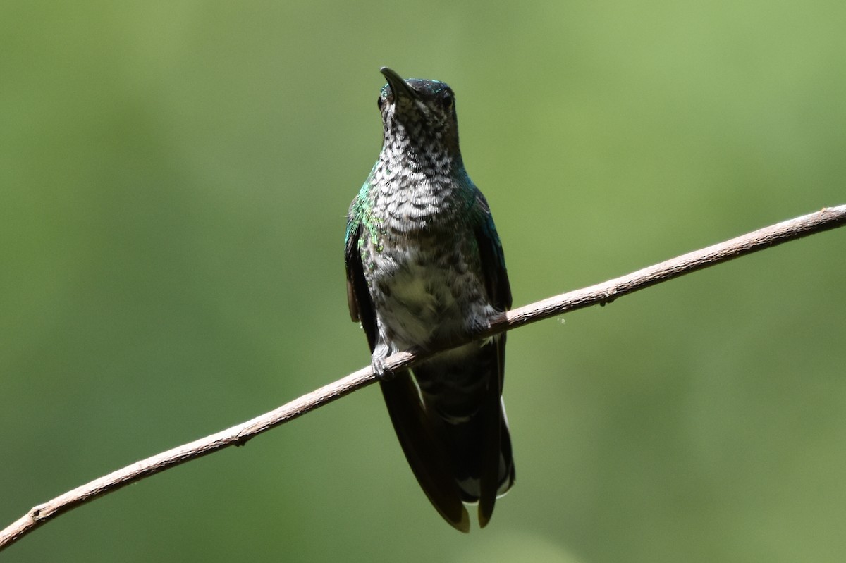 White-necked Jacobin - ML620639233