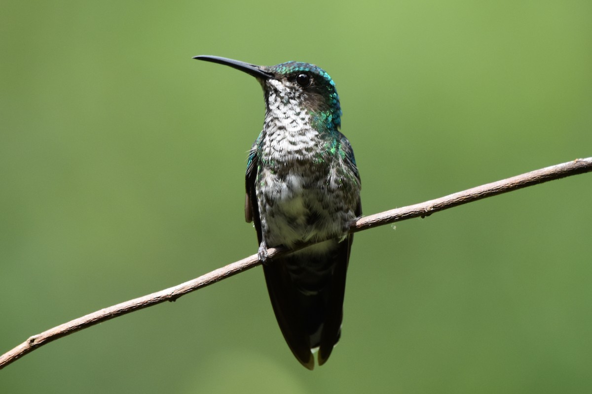 Colibrí Nuquiblanco - ML620639234