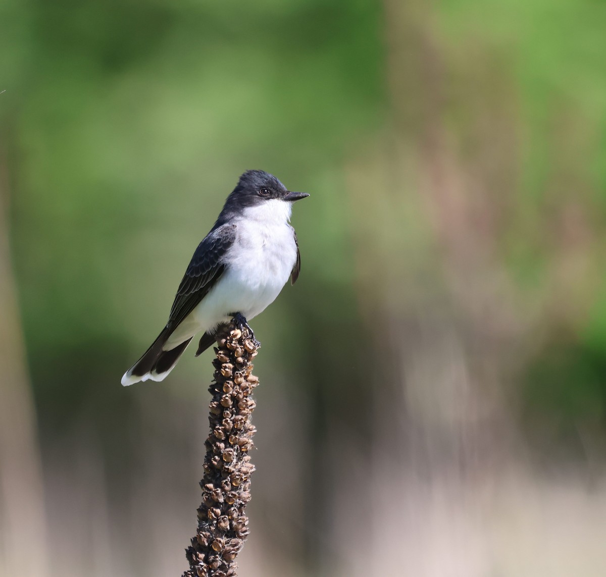 Eastern Kingbird - ML620639235