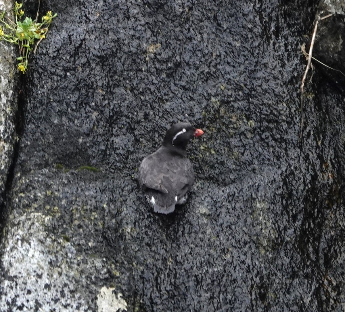 Parakeet Auklet - ML620639236