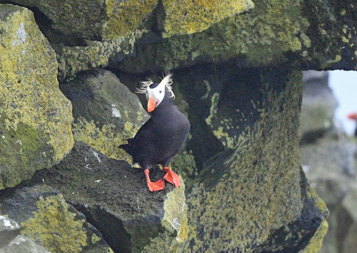 Tufted Puffin - ML620639238