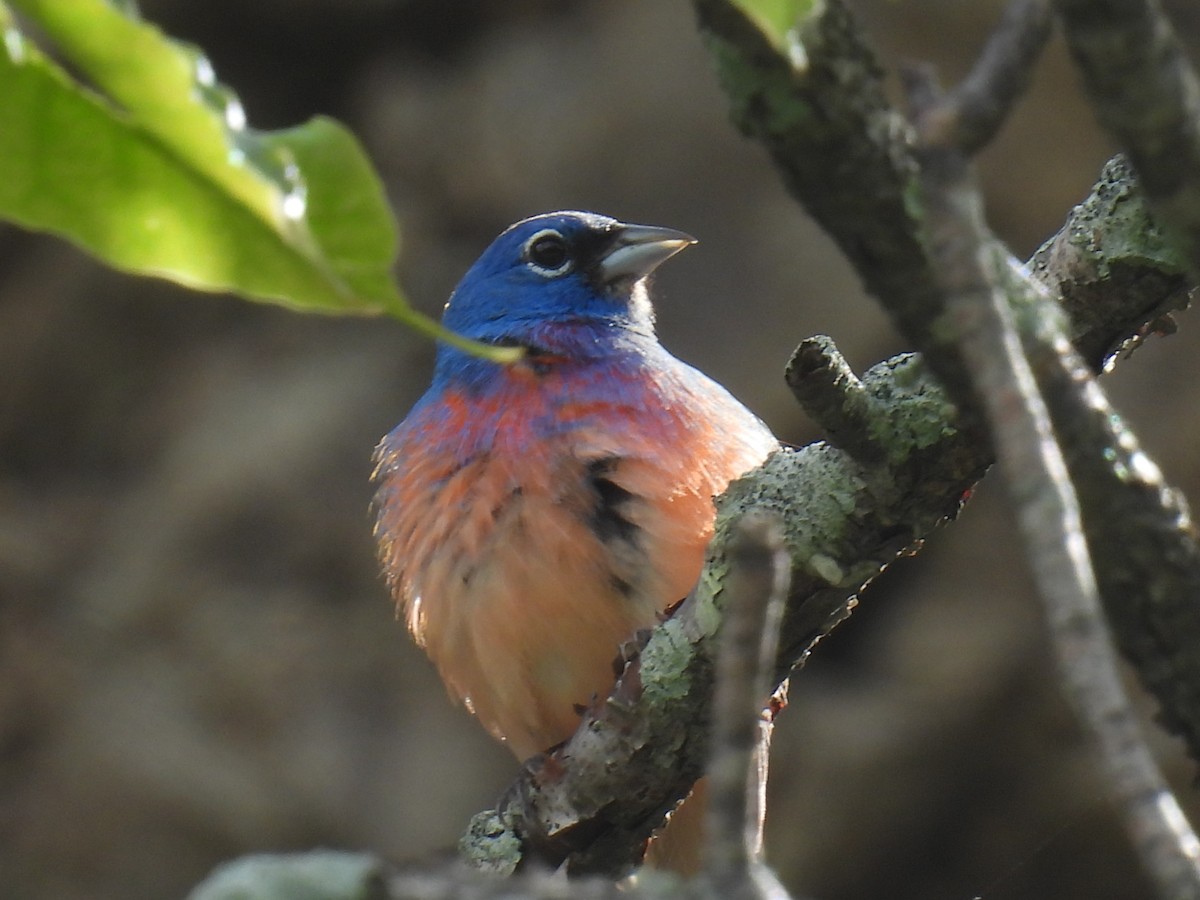 Passerin à ventre rose - ML620639240