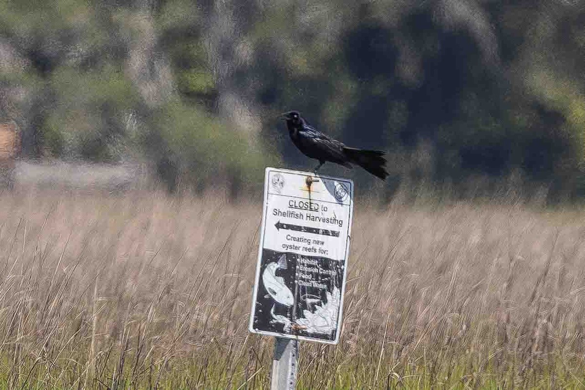 Boat-tailed Grackle - ML620639243