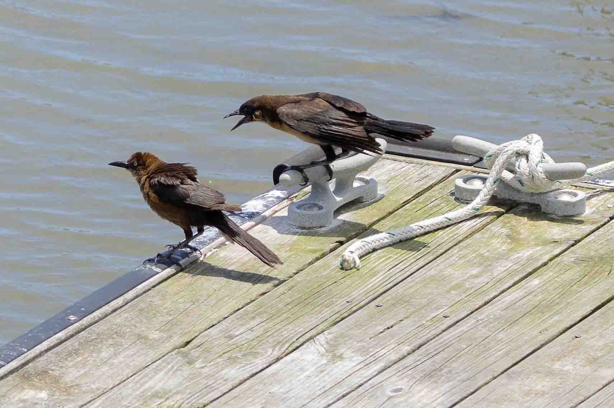 Boat-tailed Grackle - Ann Van Sant