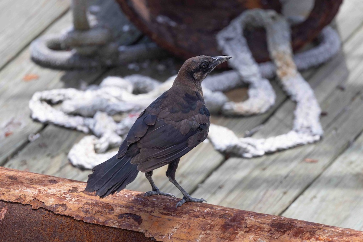 Boat-tailed Grackle - ML620639247