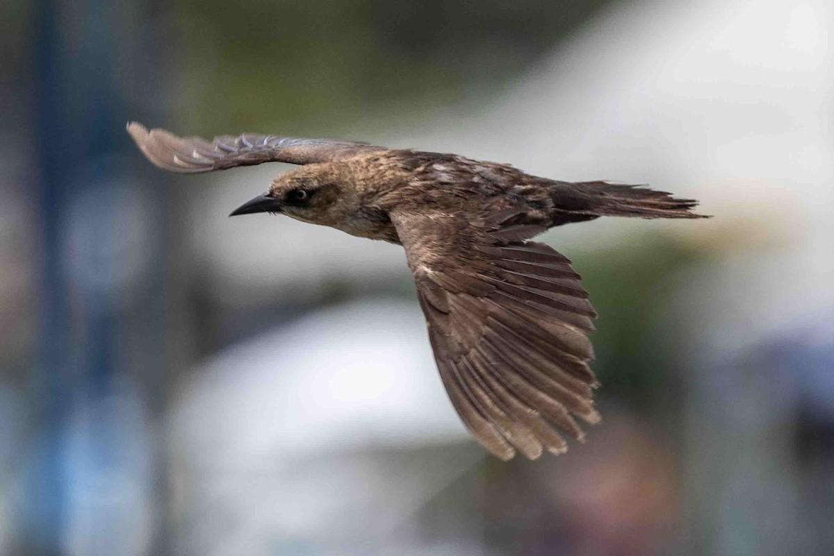 Boat-tailed Grackle - ML620639250