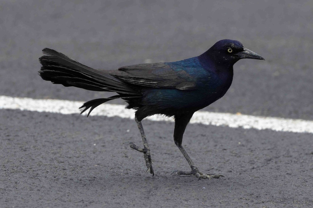 Boat-tailed Grackle - ML620639251