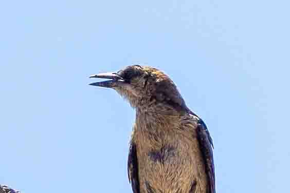 Boat-tailed Grackle - ML620639252