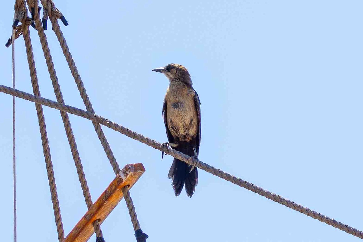 Boat-tailed Grackle - ML620639254