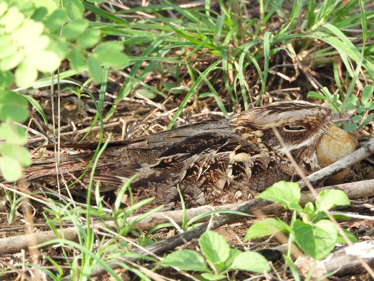 Indian Nightjar - VASEN SULI