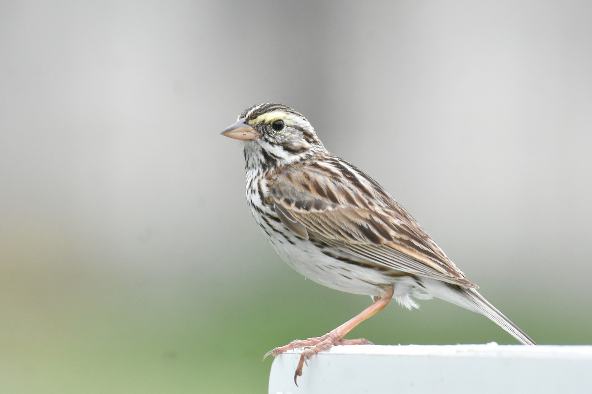 Savannah Sparrow - ML620639263