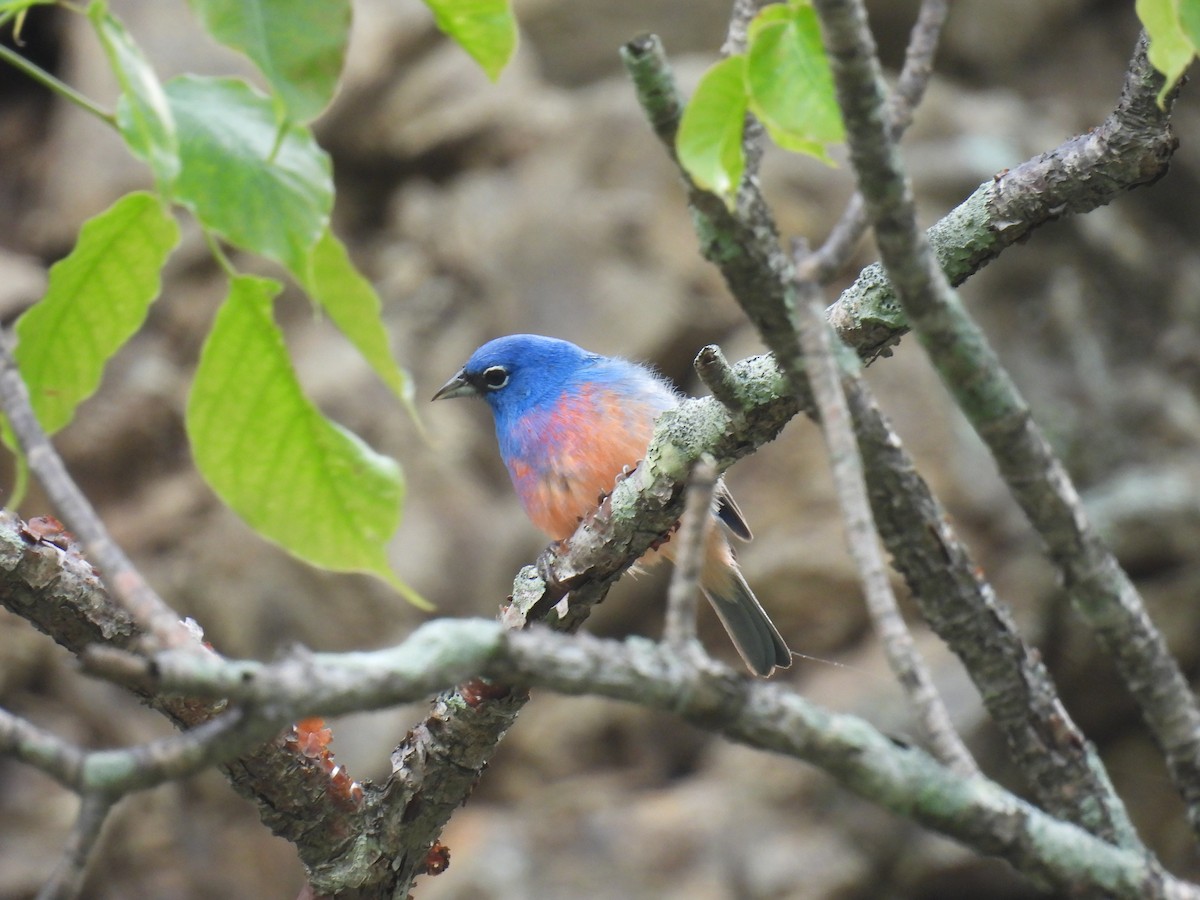 Rose-bellied Bunting - ML620639264