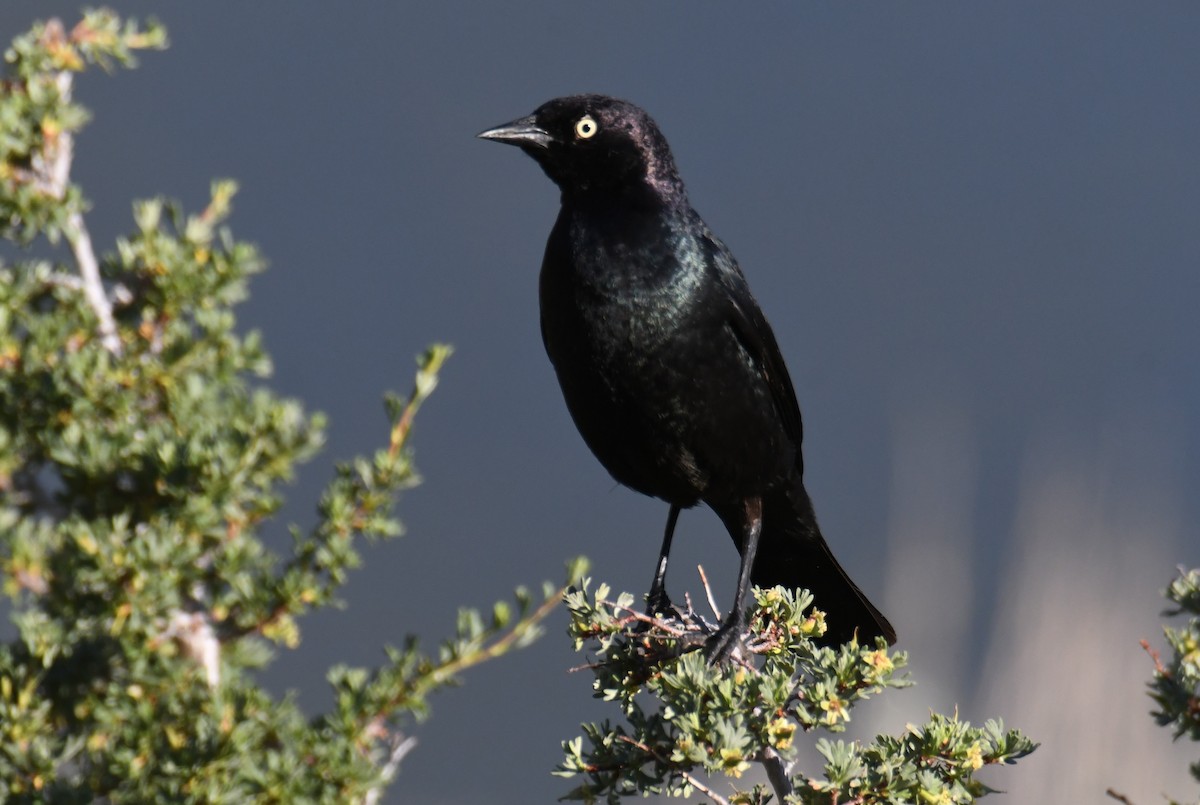 Brewer's Blackbird - ML620639269