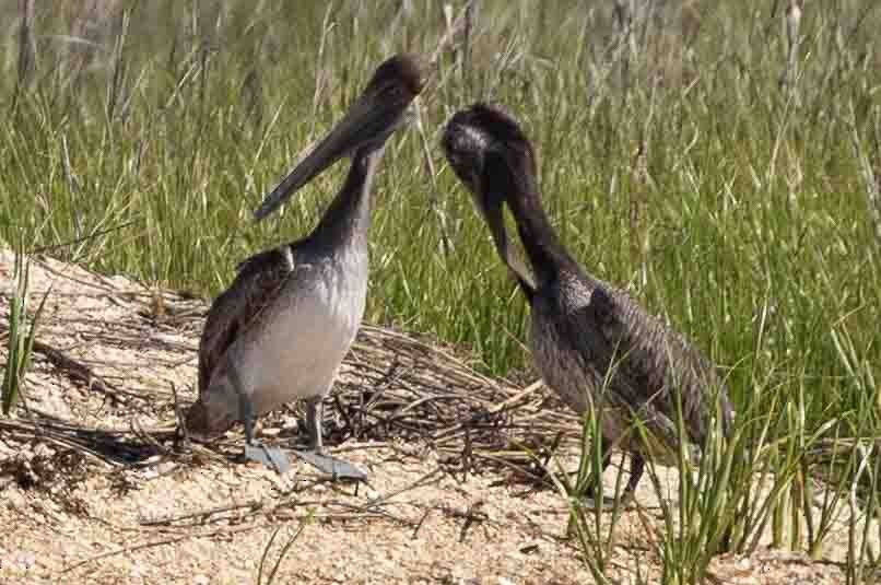 Brown Pelican - ML620639276