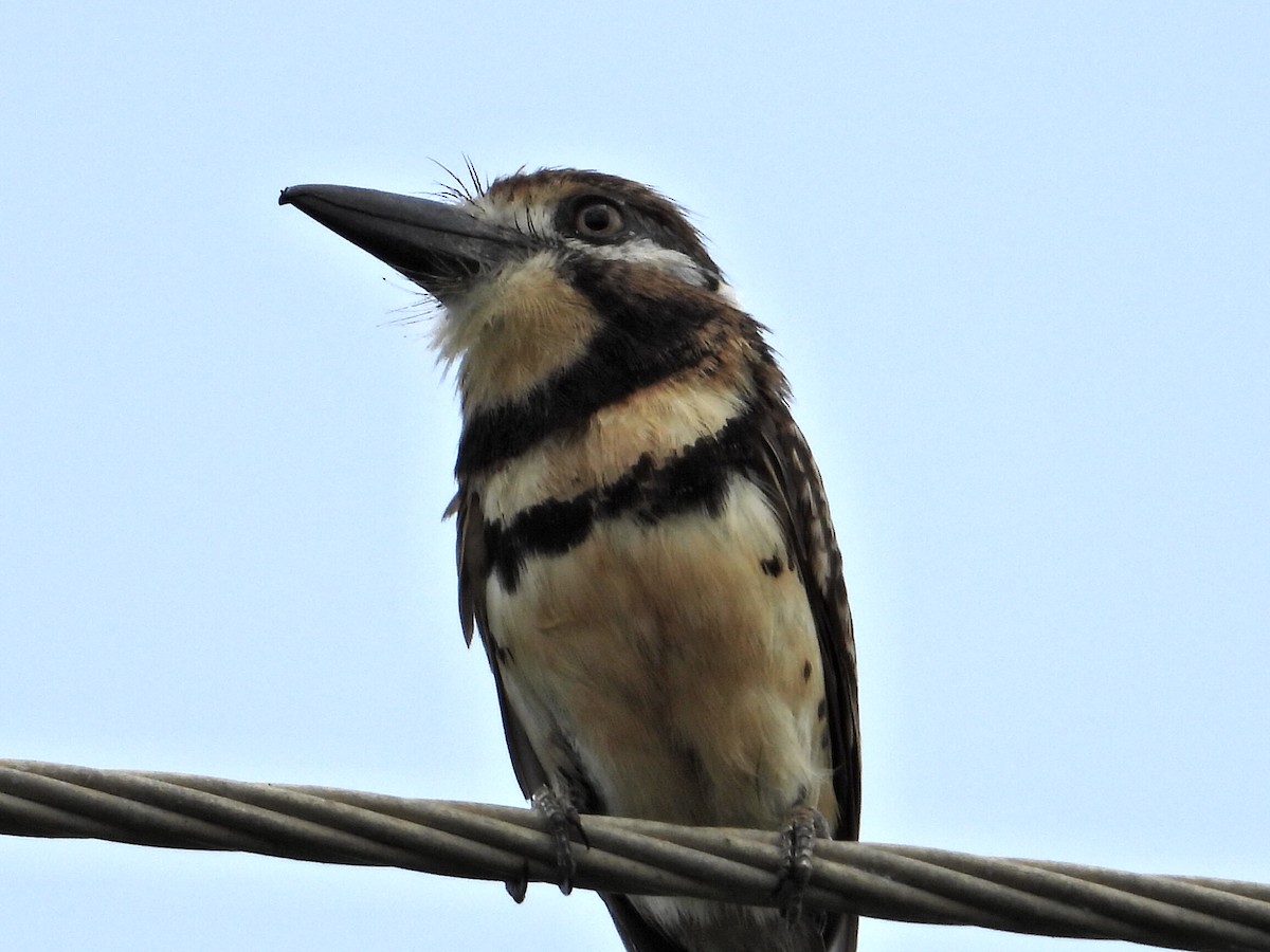 Two-banded Puffbird - ML620639279