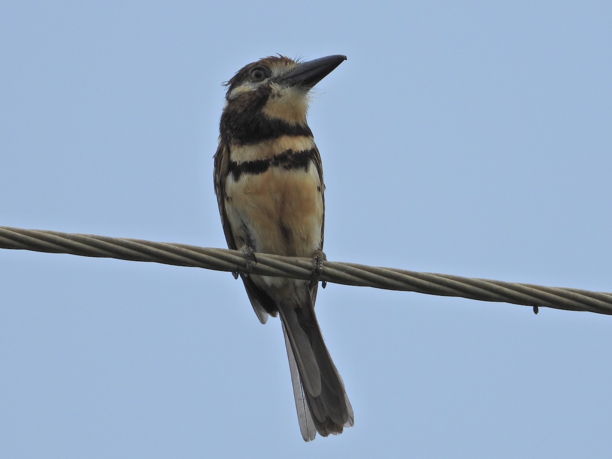 Two-banded Puffbird - ML620639280