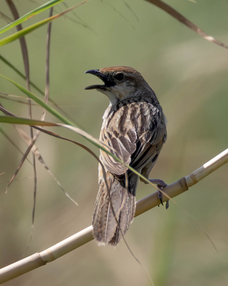 Bristled Grassbird - Samanvitha Rao