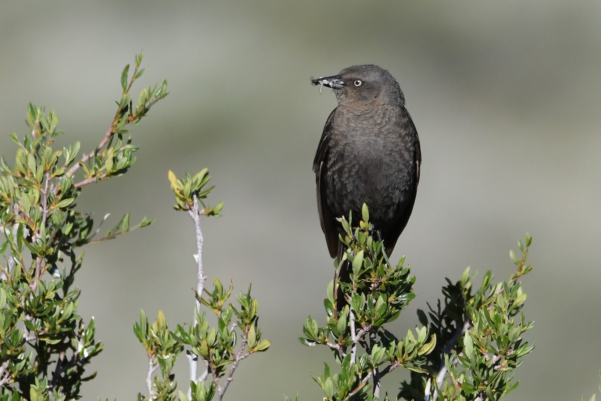 Brewer's Blackbird - ML620639292