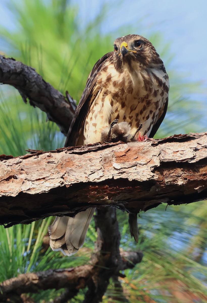 Red-shouldered Hawk - ML620639299