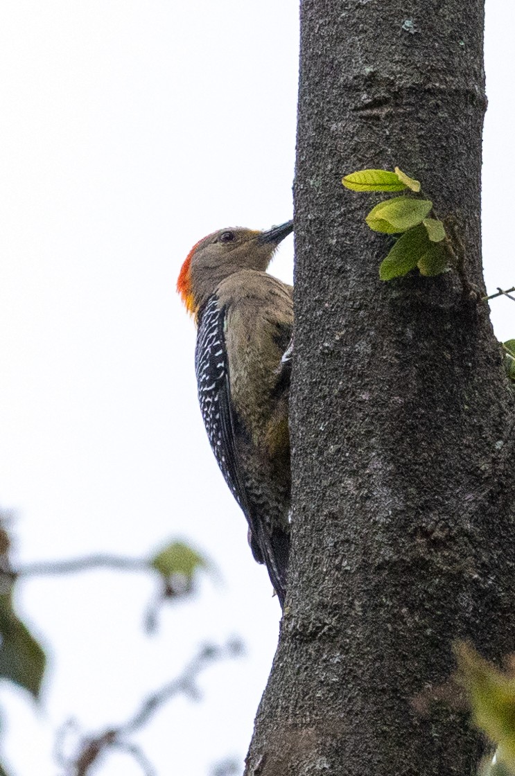 Golden-fronted Woodpecker - ML620639306