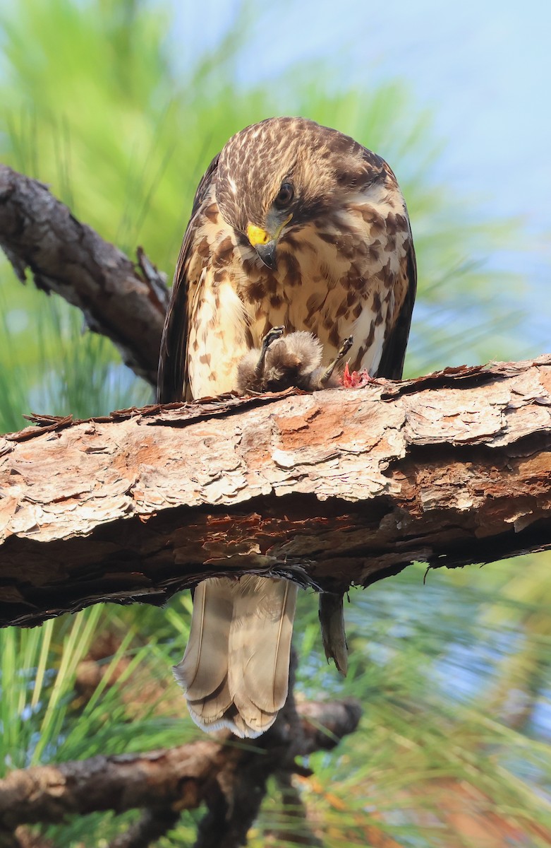 Red-shouldered Hawk - ML620639310