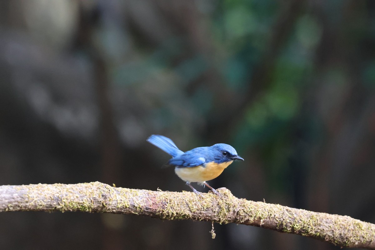 Tickell's Blue Flycatcher - ML620639314