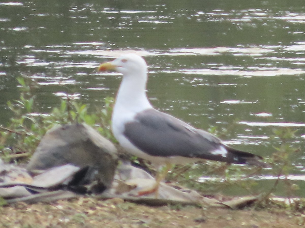 Yellow-legged Gull - christopher stuart elmer