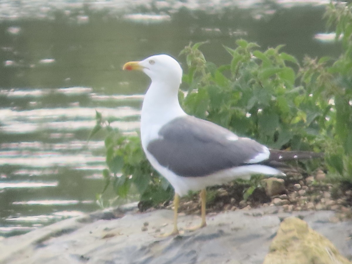 Yellow-legged Gull - ML620639316