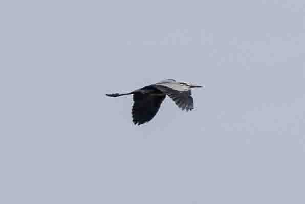 Great Blue Heron - Ann Van Sant
