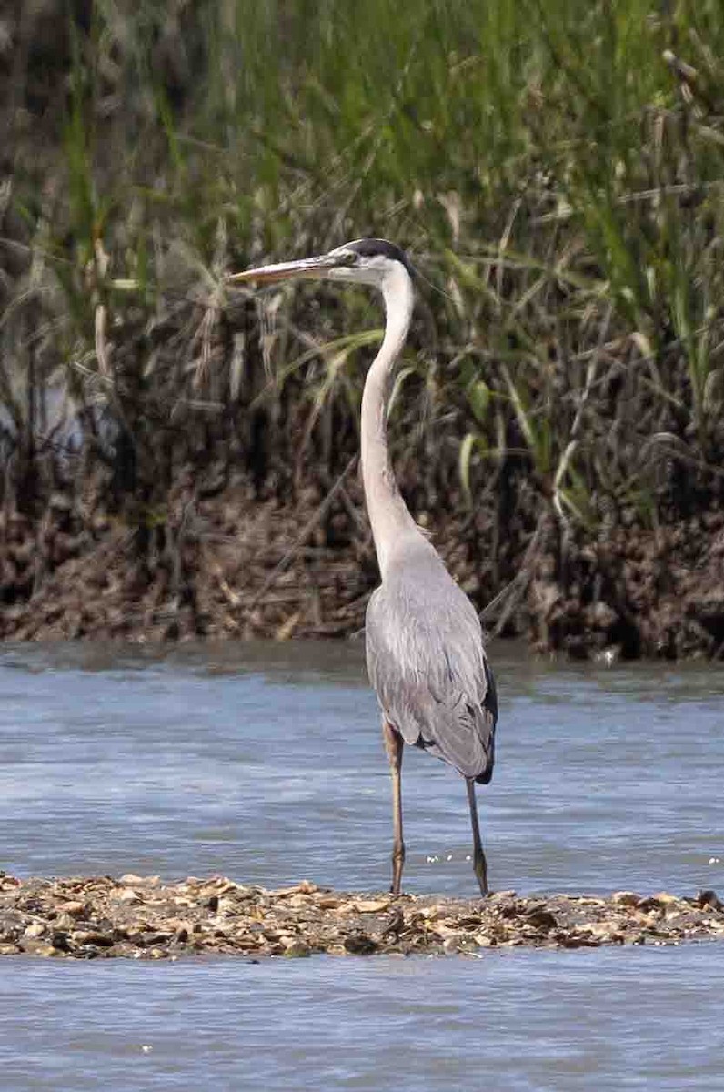 Great Blue Heron - ML620639320