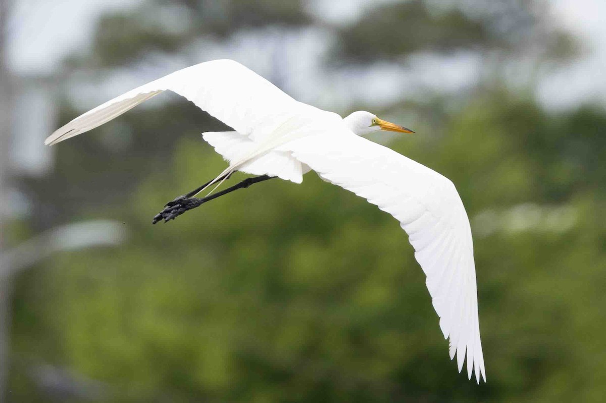 Great Egret - ML620639334