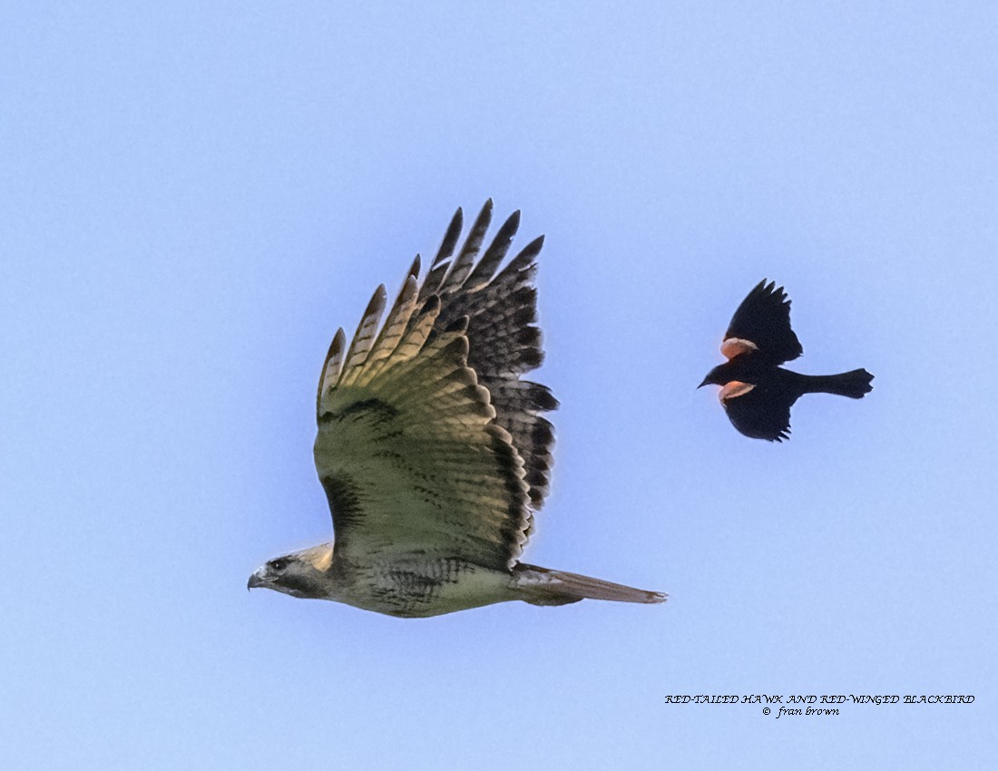 Red-tailed Hawk - ML620639351