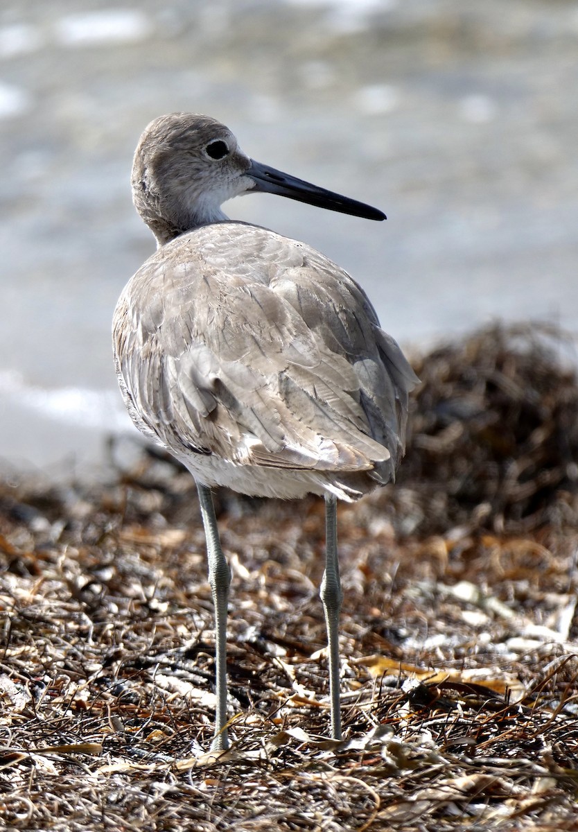 Willet - ML620639355