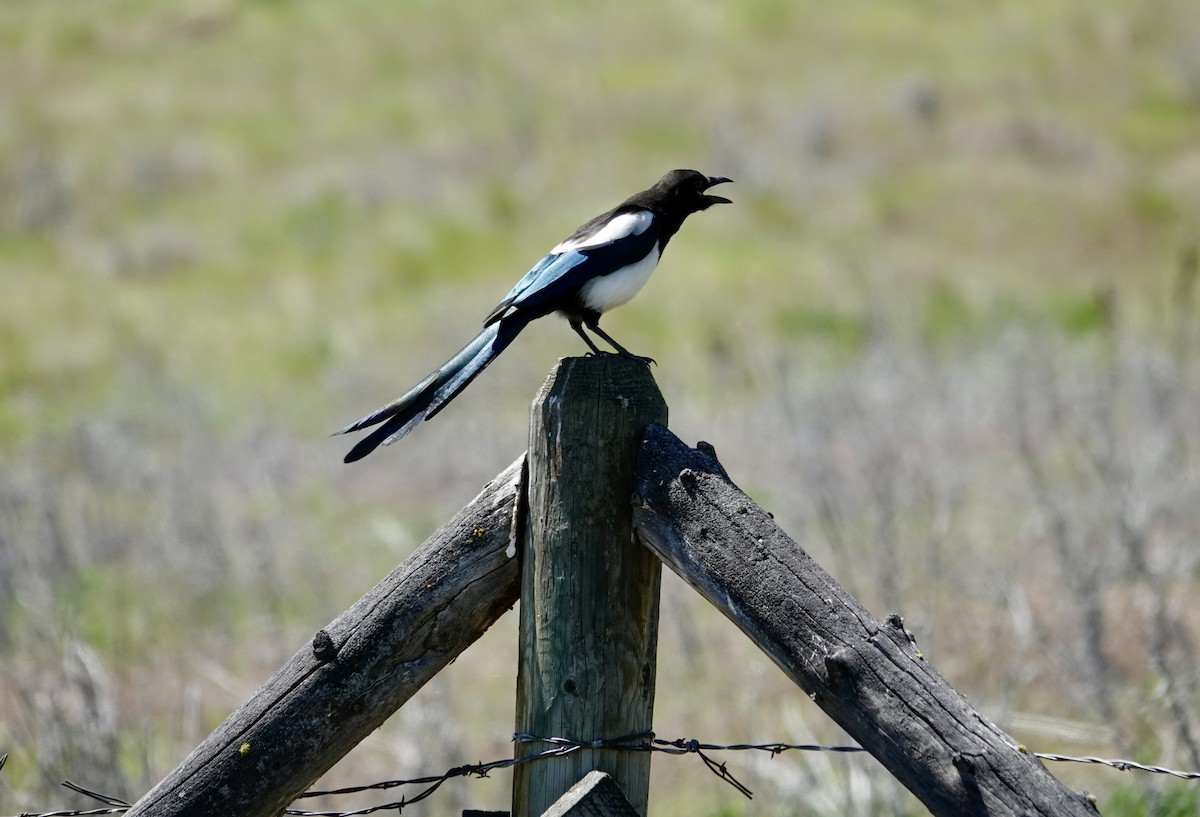 Black-billed Magpie - Jill Punches