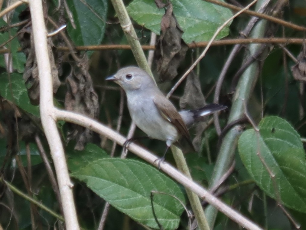 Taiga Flycatcher - Rene sun