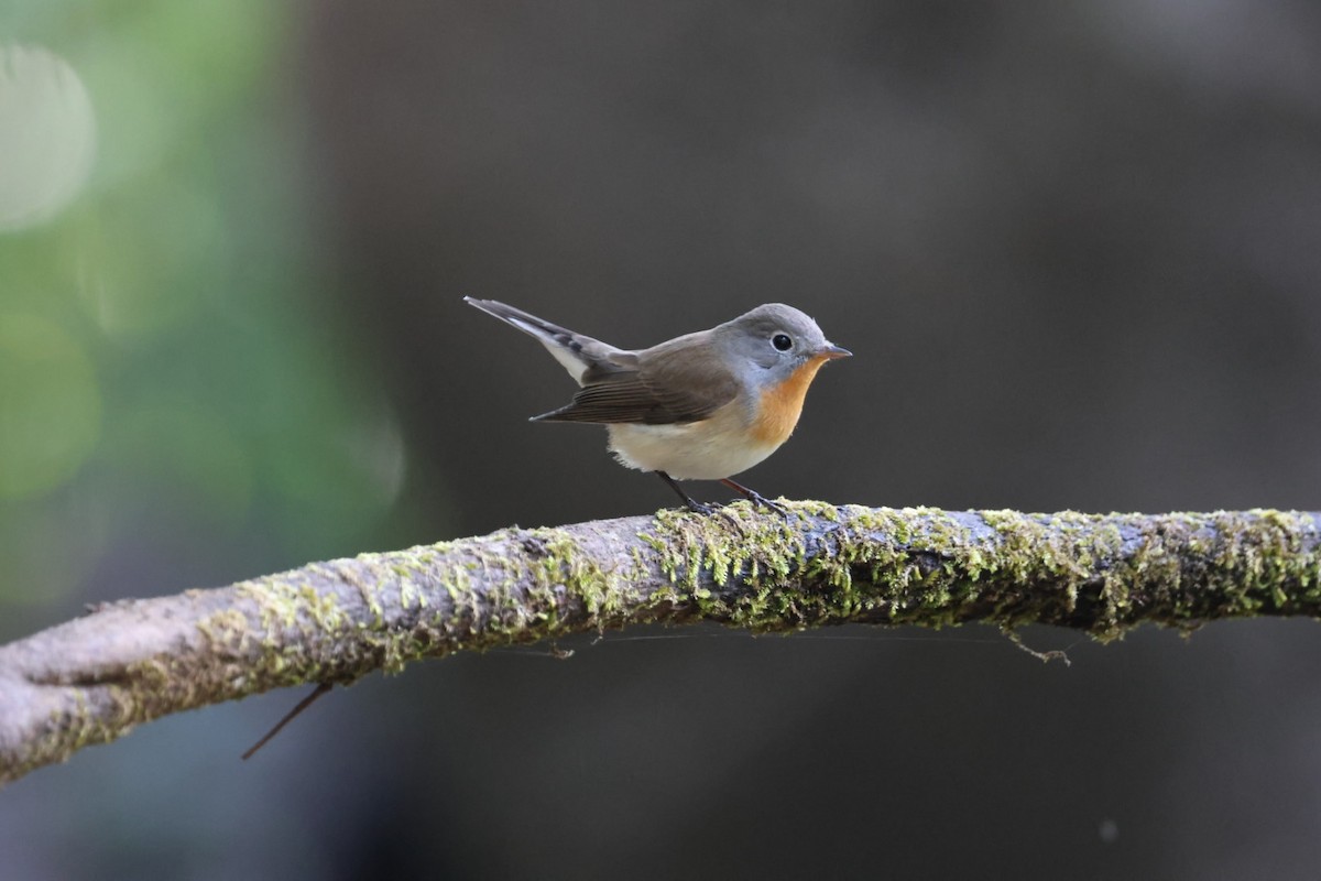 Red-breasted Flycatcher - ML620639360