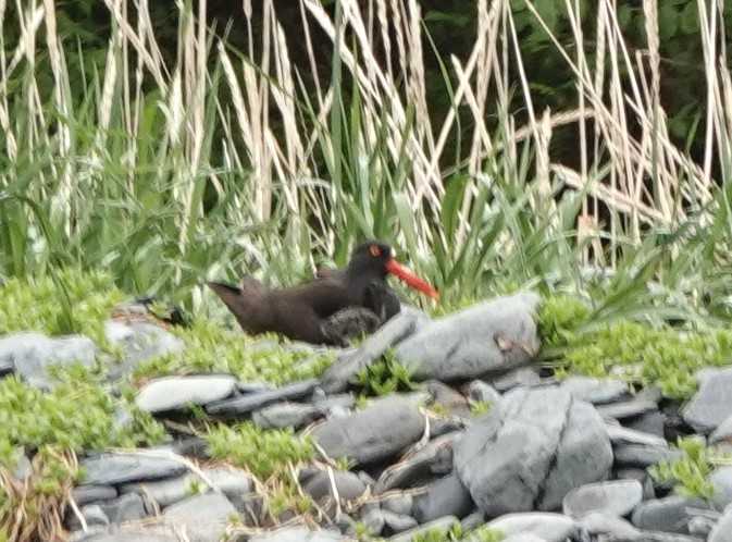 Black Oystercatcher - ML620639361