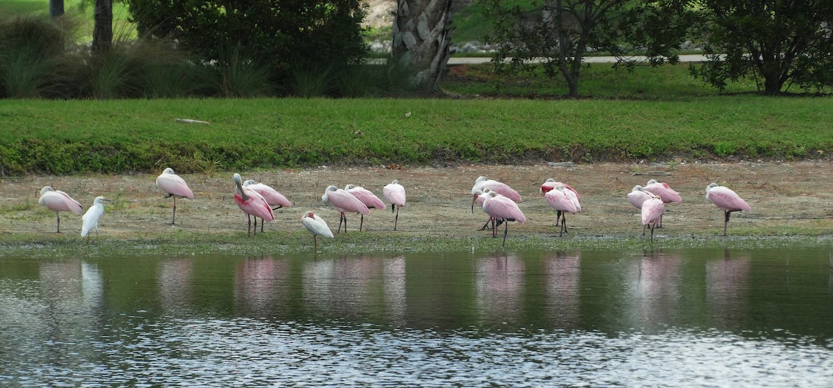 Roseate Spoonbill - ML620639366