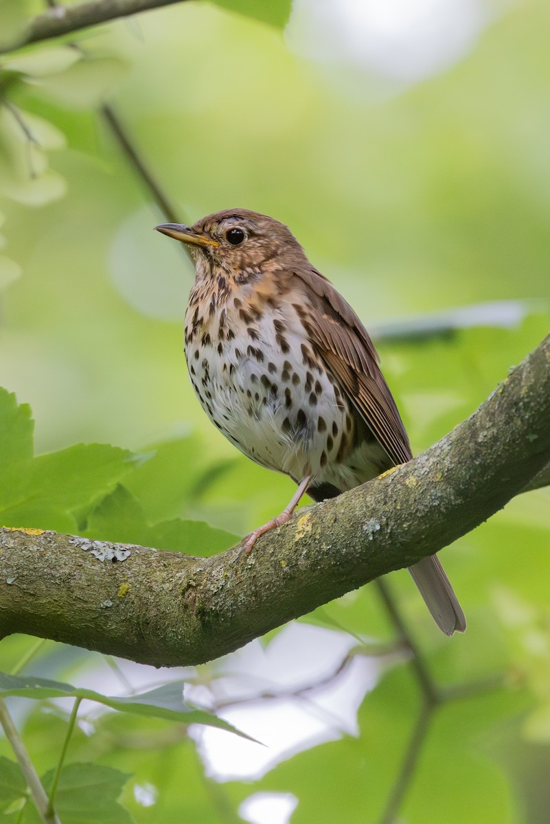 Song Thrush - ML620639368