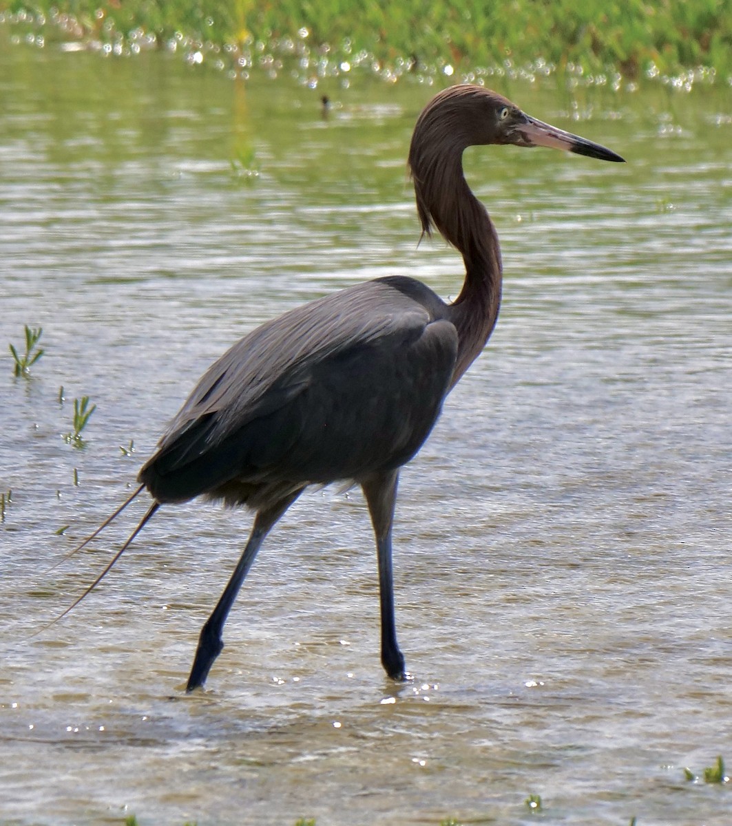 Reddish Egret - ML620639370