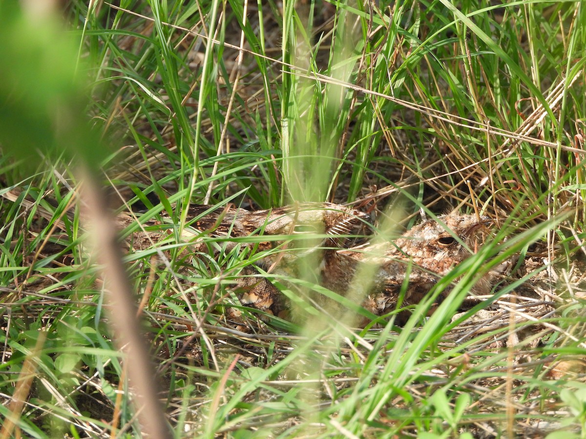 Indian Nightjar - ML620639375