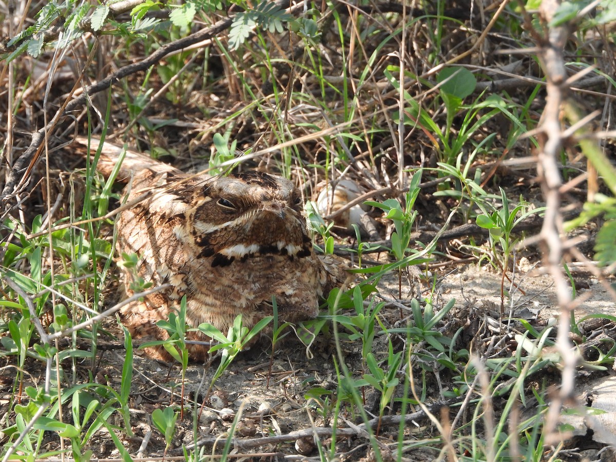 Indian Nightjar - ML620639376