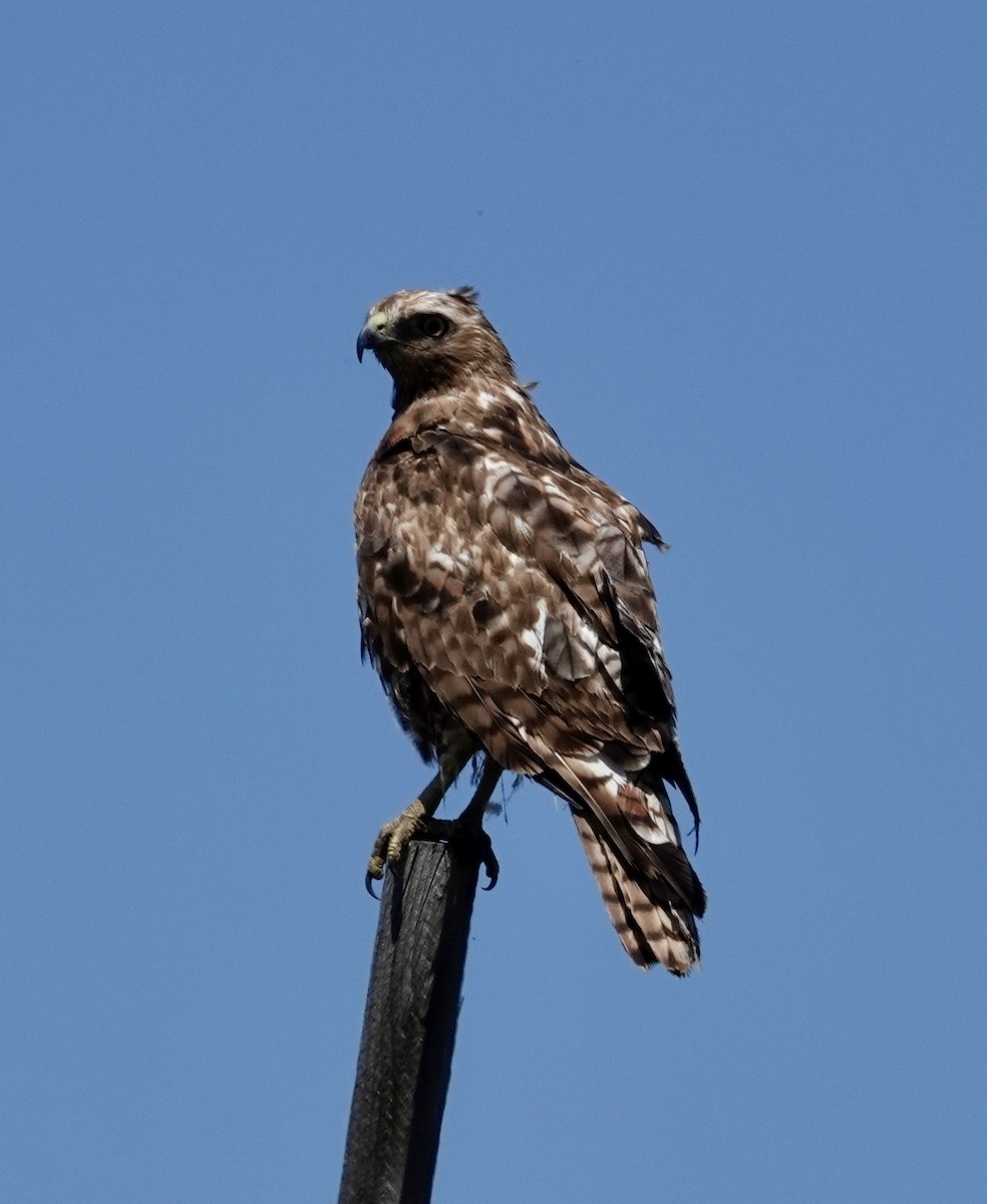 Red-tailed Hawk - ML620639377