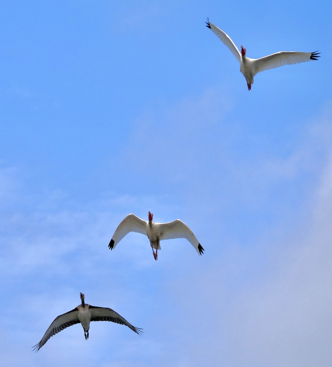 White Ibis - ML620639379