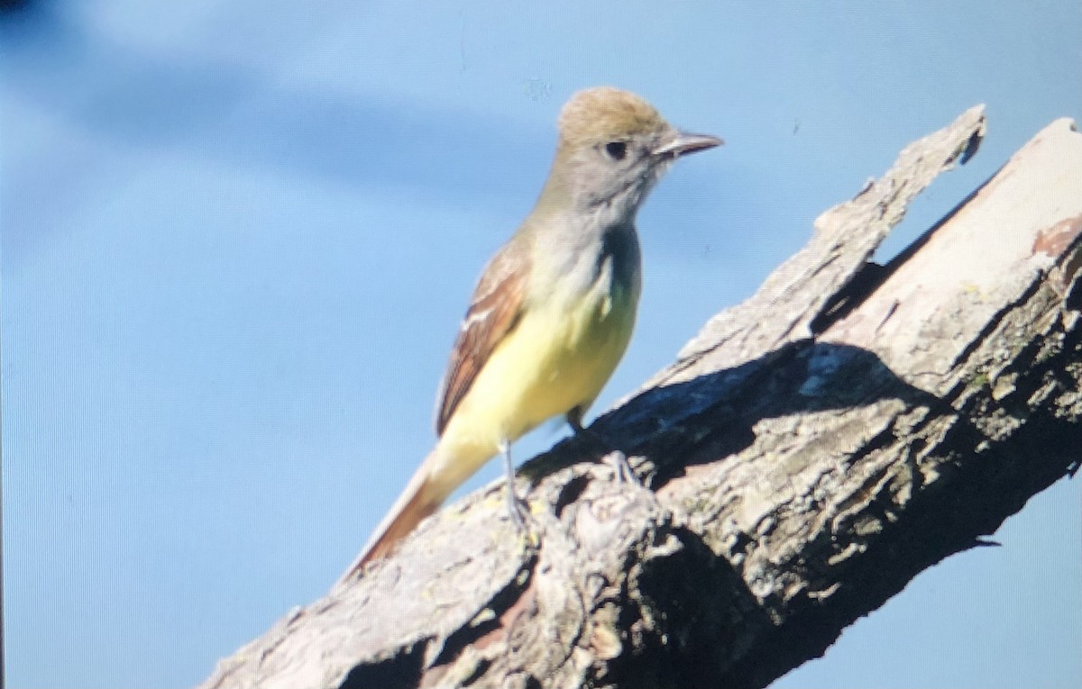 Great Crested Flycatcher - ML620639382