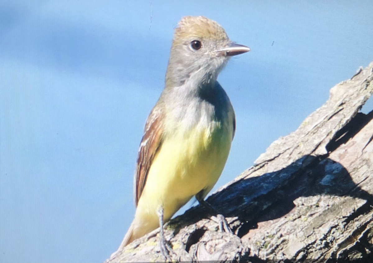 Great Crested Flycatcher - ML620639383