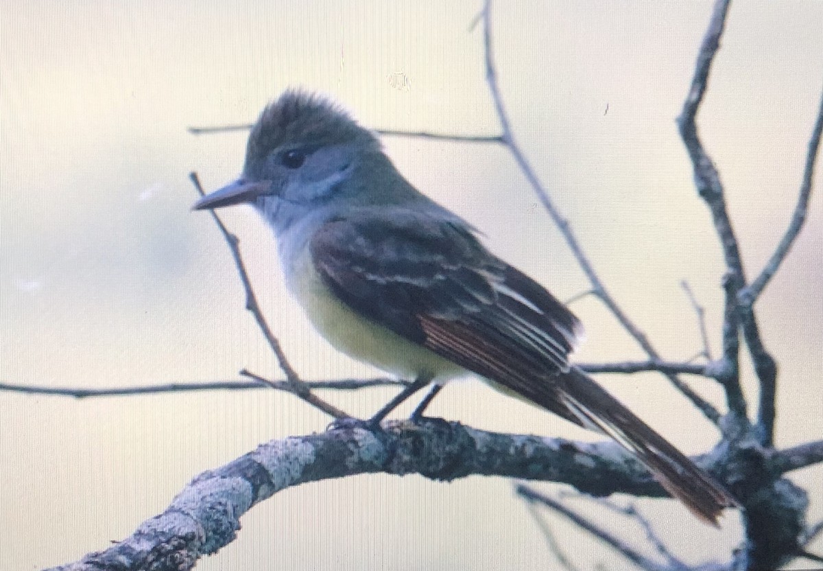 Great Crested Flycatcher - ML620639384