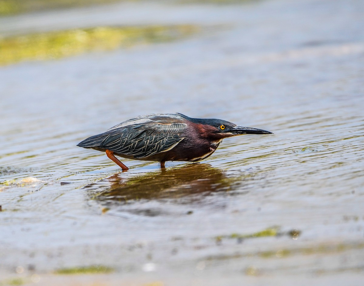 Green Heron - ML620639388